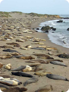 Elephant Seal Rookery at Piedras Blancas